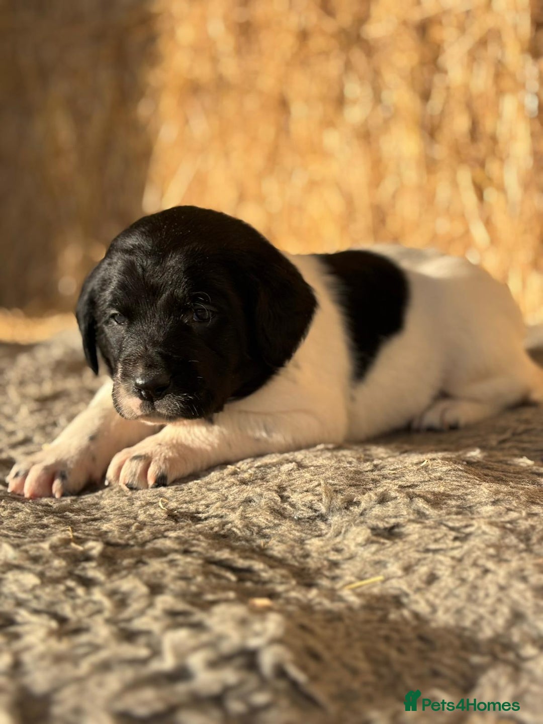 Springador dogs for sale: Springador Puppies - Advert 10