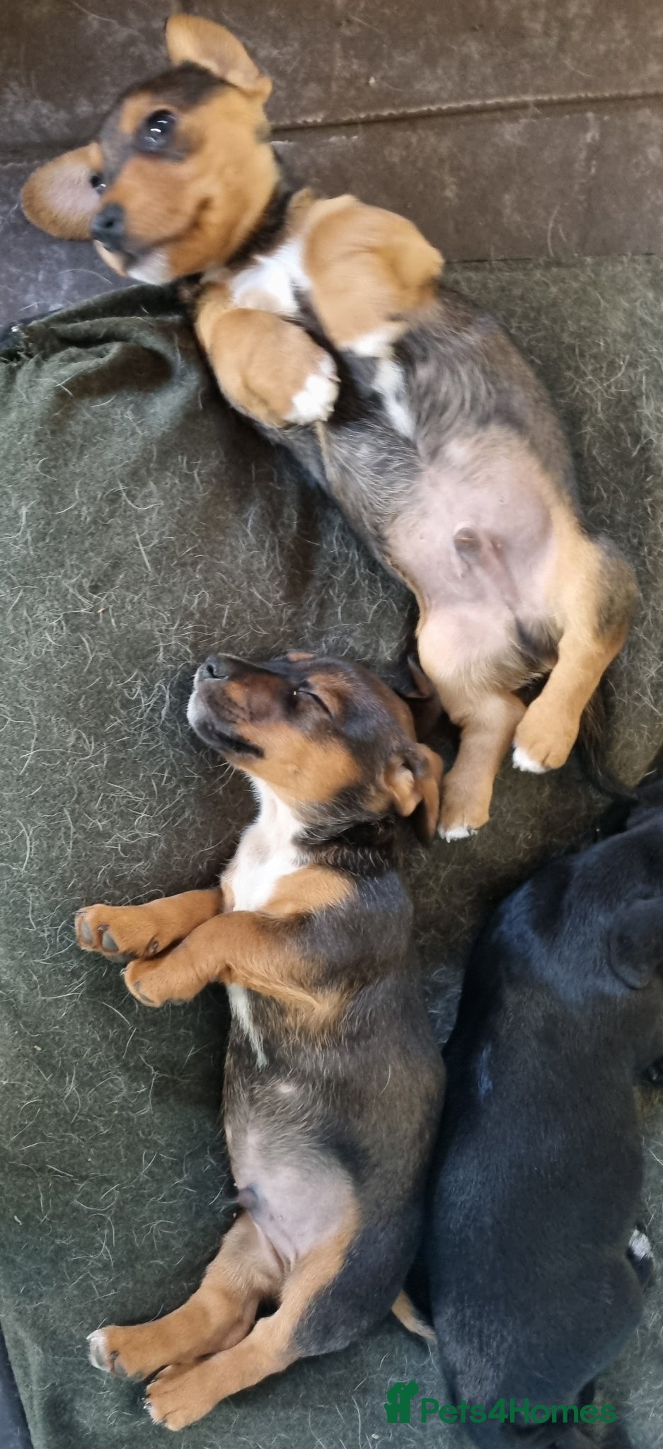 Mixed Breed dogs for sale: Jack Rockers in King's Lynn - Advert 1