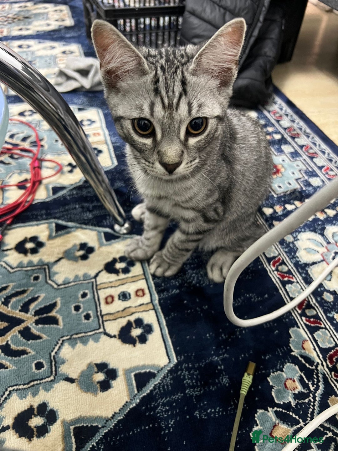 British Shorthair cats for sale: 🐾 British Shorthair mix kittens for sale 🐾  - Image 9