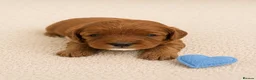 Cavapoo dogs for sale: Beautiful F1b Cavapoo’s 🧬 Health Tested Parents - Advert 9
