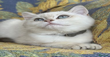 British Shorthair cats - Advert 4