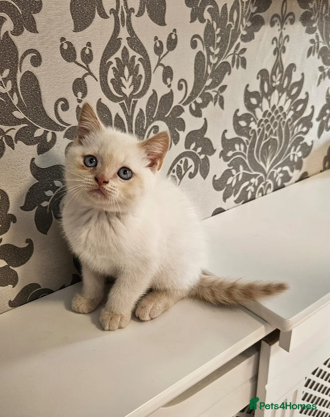 British Shorthair cats for sale: Blue eyes Flame Point British Shorthair kitten - Advert 2