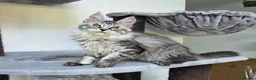 Maine Coon cats for sale: Pedigree Maine Coon Girls–Ready for Forever Homes - Advert 9