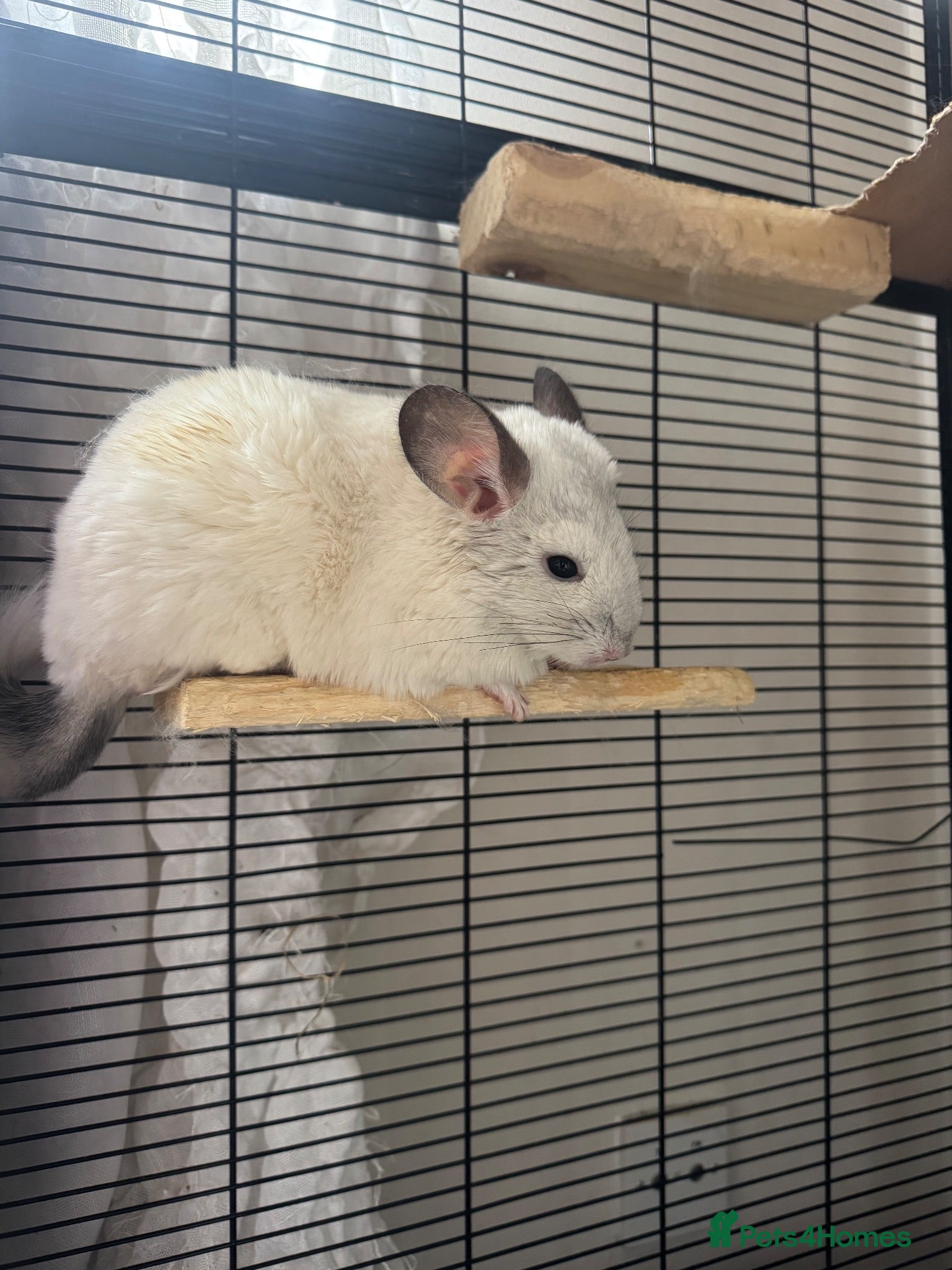 Chinchilla rodents Young male chinchillas  - Advert 5