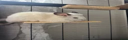 Chinchilla rodents for sale: Young male chinchillas  in Milton Keynes - Advert 1