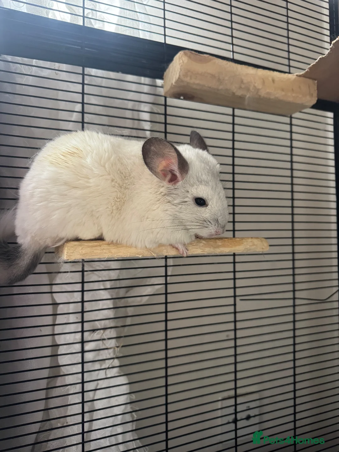 Chinchilla rodents for sale: Young male chinchillas  in Milton Keynes - Advert 1