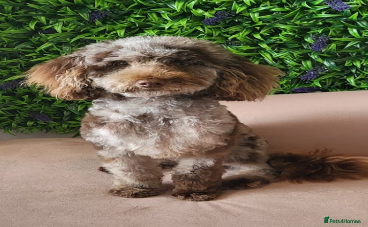 Toy Poodle dogs - Advert 1