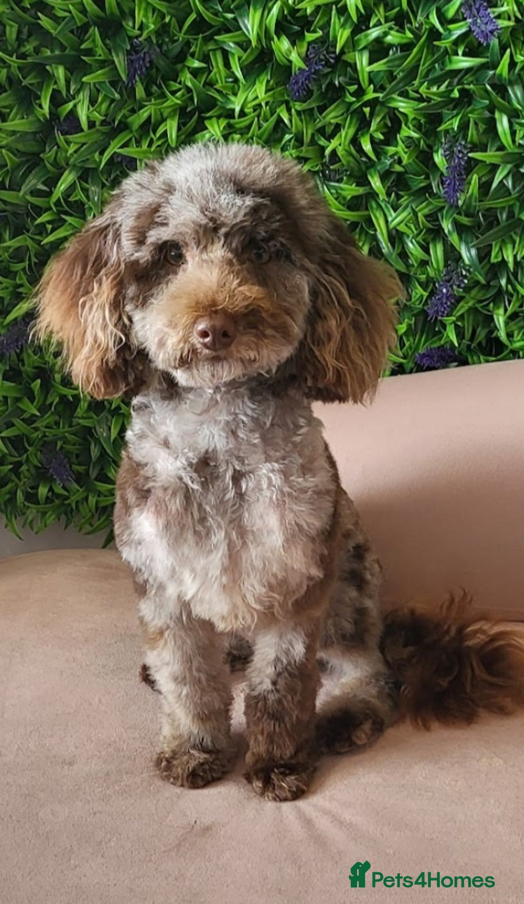 Toy Poodle dogs for stud: Proven toy poodle stud (chocolate merle) - Image 1