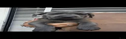 Cane Corso dogs for sale: Cane corso puppies  in Bromsgrove - Advert 5