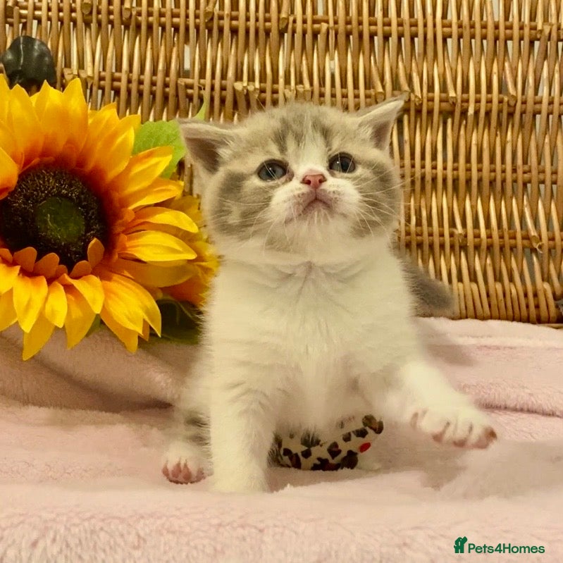Scottish Fold cats 🧸QUALITY TICA REG FAWN SCOTTISH/BSH 😻🧸 - Advert 13