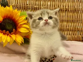 Scottish Fold cats 🧸QUALITY TICA REG FAWN SCOTTISH/BSH 😻🧸 - Advert 13