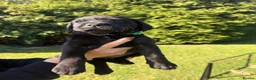 Labrador Retriever dogs for sale: Beautiful Labrador Puppies - 5 available  in Barrow-upon-Humber - Advert 5