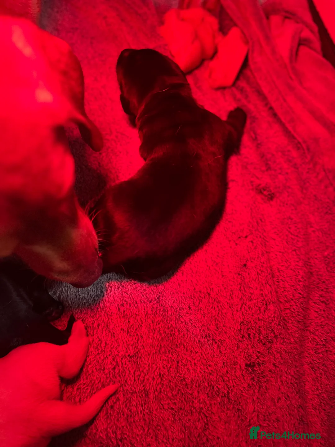 Labrador Retriever dogs for sale: Beautiful Labrador puppy’s  - Advert 25