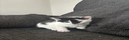 Mixed Breed cats for sale: 5 Kittens  in Lochgelly - Advert 6