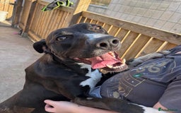 Lurcher dogs for adoption: Draco - Image 2