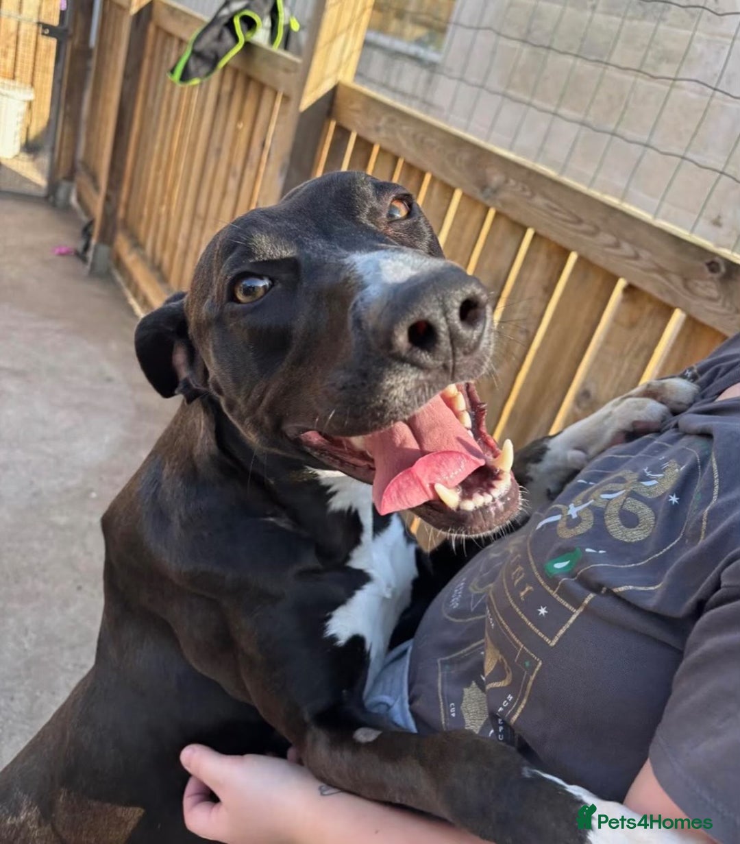 Lurcher dogs for adoption: Draco - Image 2