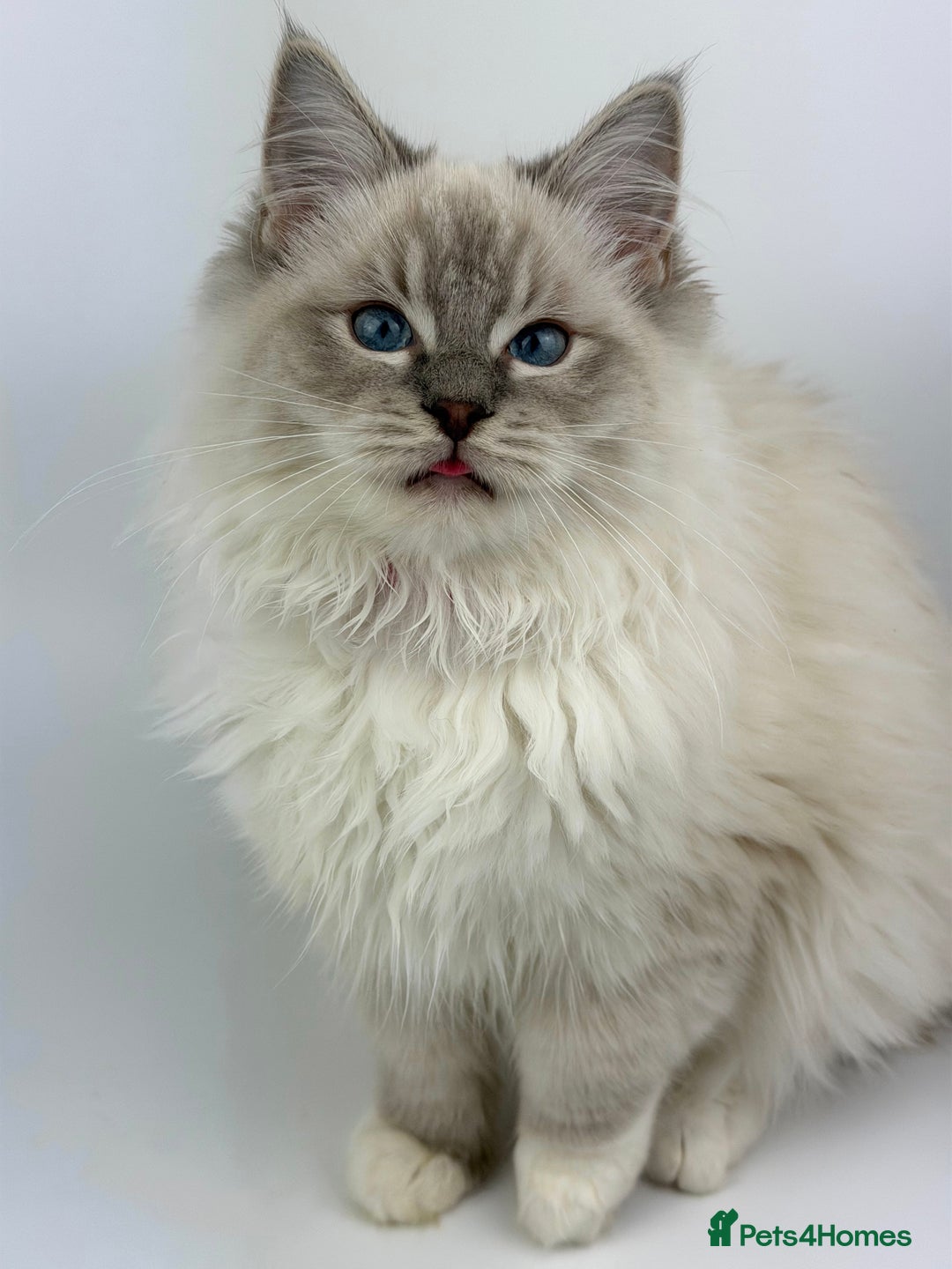 Ragdoll cats for sale: 💙 STUNNING GCCF GRCH SIRED RAGDOLL KITTENS 💙 - Advert 17