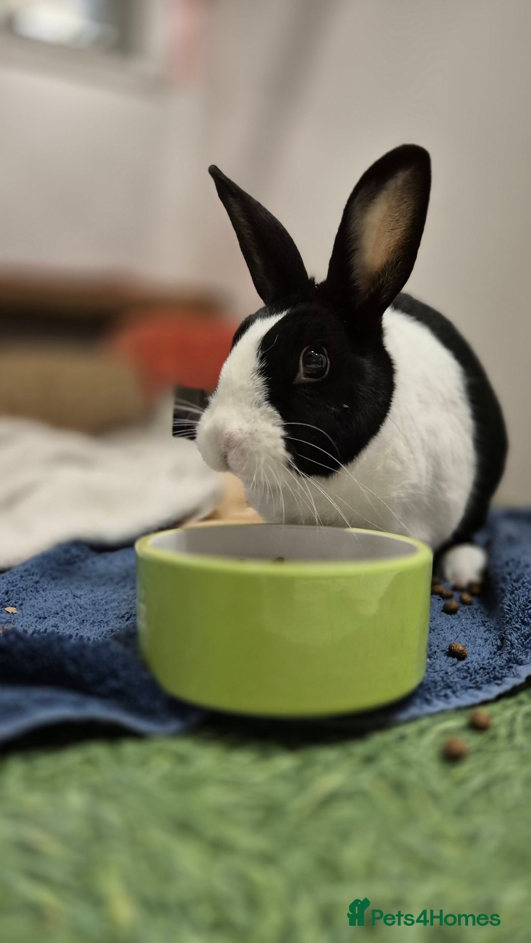 Dutch rabbits for sale: Pickle vaccinated and castrated  - Advert 3