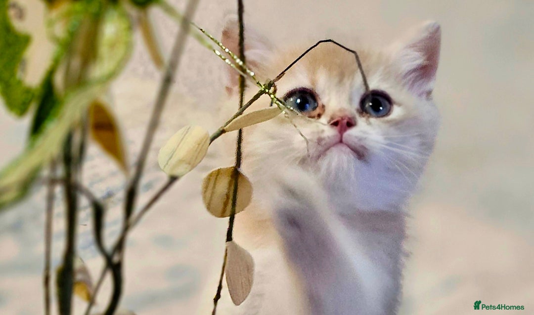 British Shorthair cats for sale: British shorthair Tica😻😽🐈😺😍🌹🌸🌼 - Advert 3