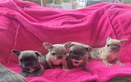 French Bulldog dogs for stud: Amazing merle male for stud - Image 7