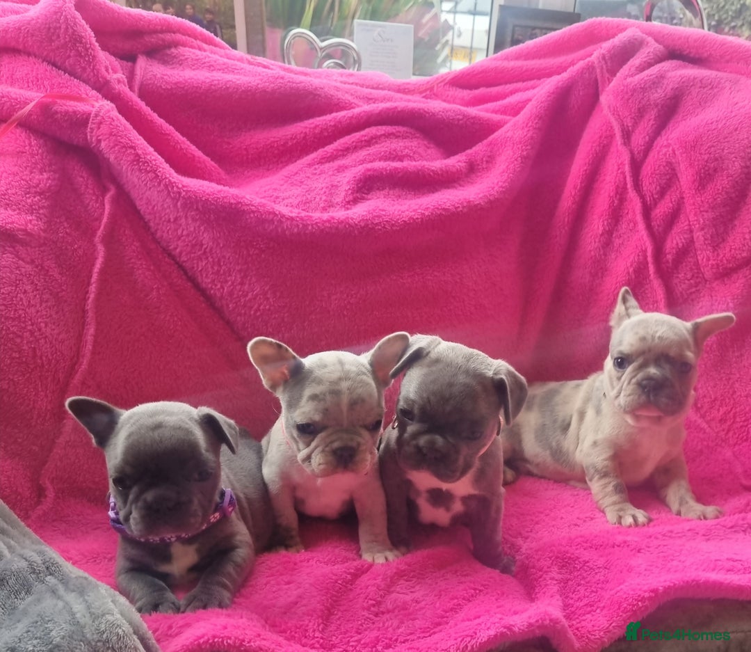 French Bulldog dogs for stud: Amazing merle male for stud - Image 7