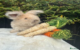 Angora rabbits for sale: Angora bunnies. 20.07.25 8 weeks old   - Image 3