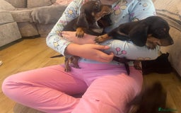 Dachshund dogs for sale: Miniature dachshunds  - Image 14