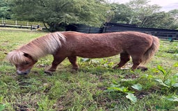 Shetland pony horses for sale: Milday penny lane  in Dereham - Image 3