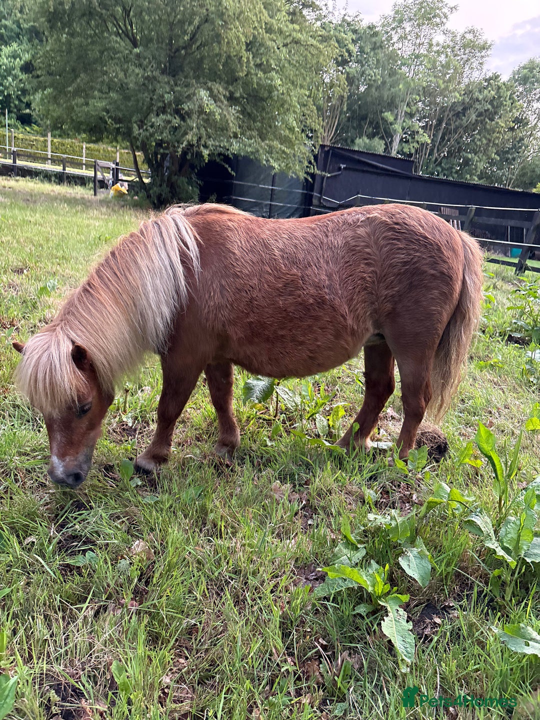 Shetland pony horses for sale: Milday penny lane  in Dereham - Image 3