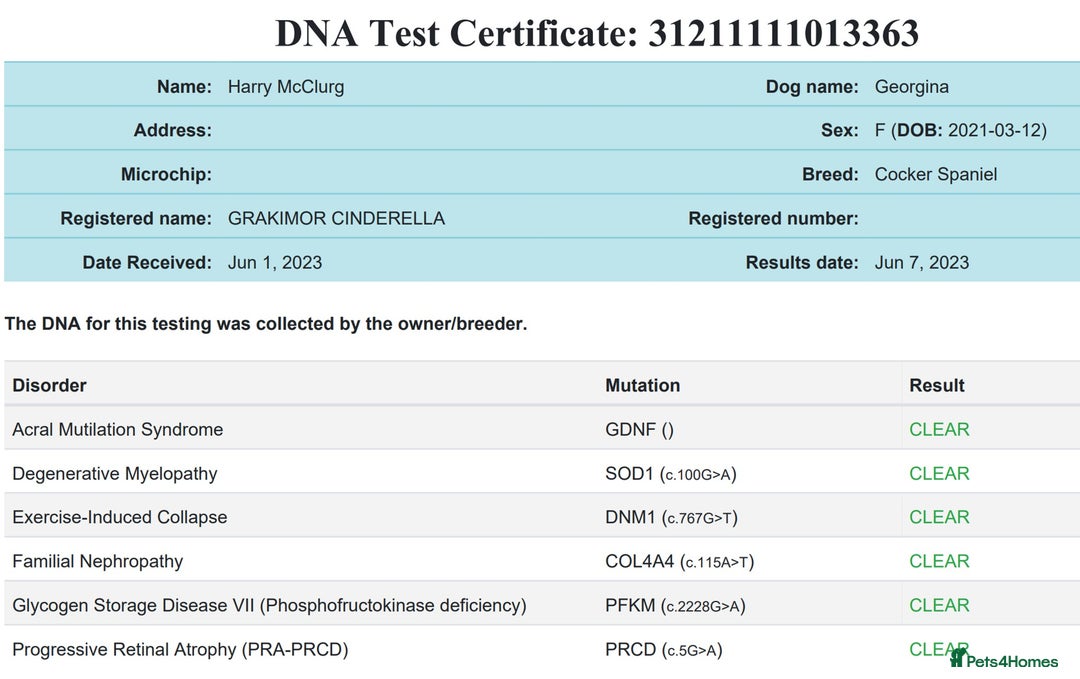 Cocker Spaniel dogs for sale: Stunning Show Cockers. Health Tested/KC Registered - Advert 13