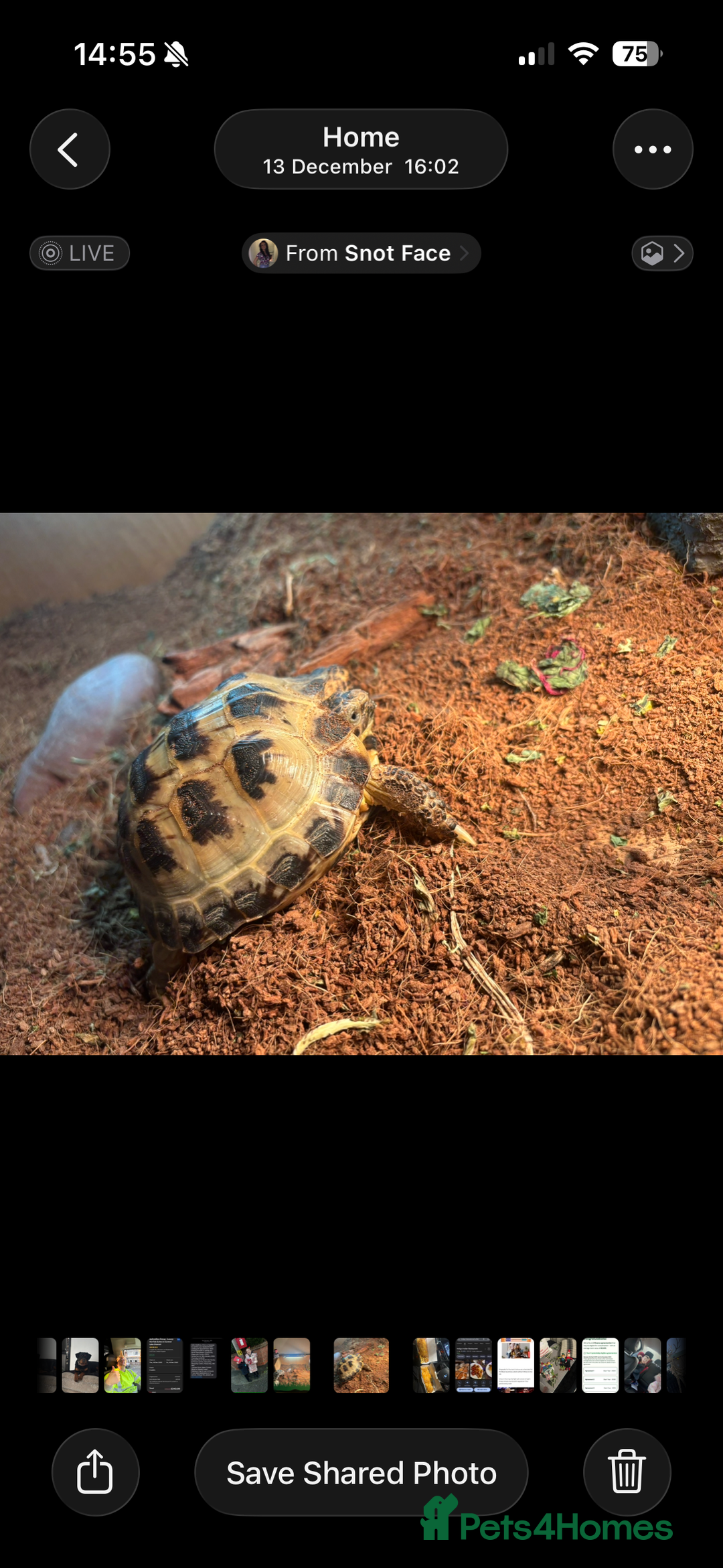 Tortoise reptiles for sale: Horse field tortoise - Advert 2