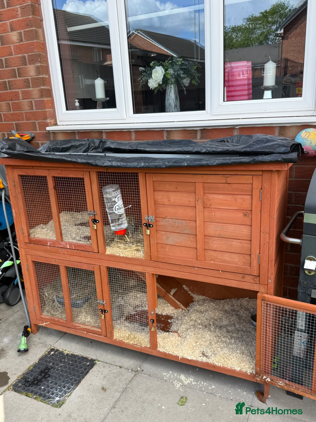 Mixed Breed rabbits for sale: Friendly rabbit  - Advert 4