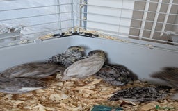 Quail poultry for sale: Button quail - Image 1