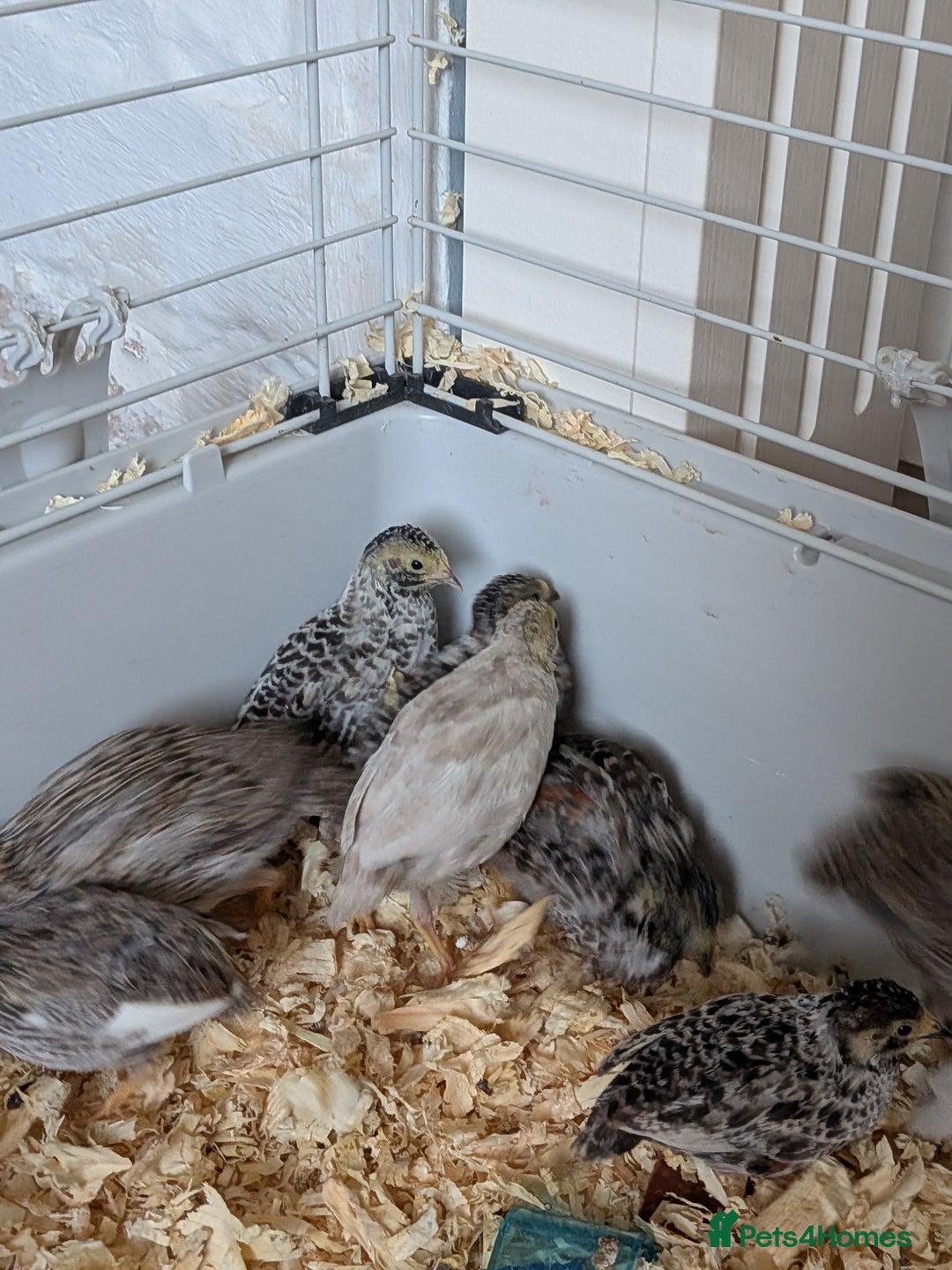 Quail poultry for sale: Button quail - Image 1