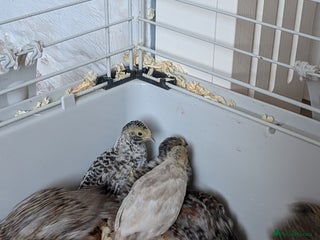 Quail poultry - Advert 16