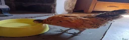 Chickens poultry for sale: Indoor Therapy Serama Hen -  Highly Tame - Advert 9