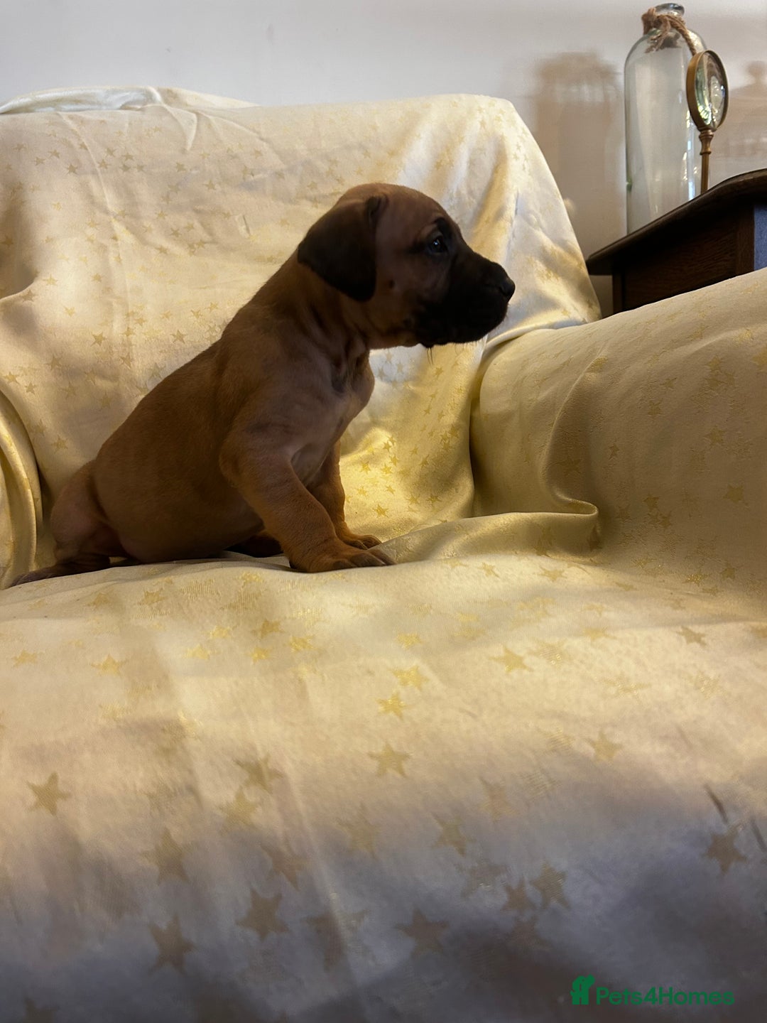 Great Dane dogs for sale: READY NOW… 3 BLACK GIRLS AVAILABLE  - Advert 23