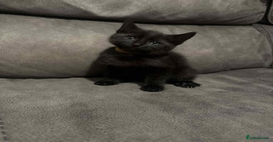 Mixed Breed cats - Advert 6