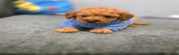 Toy Poodle dogs for sale: Kc red toy poodle  - Advert 5