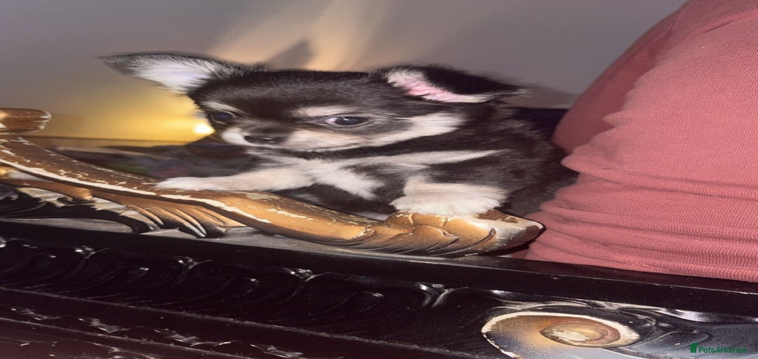 Gallery Image {{count}}