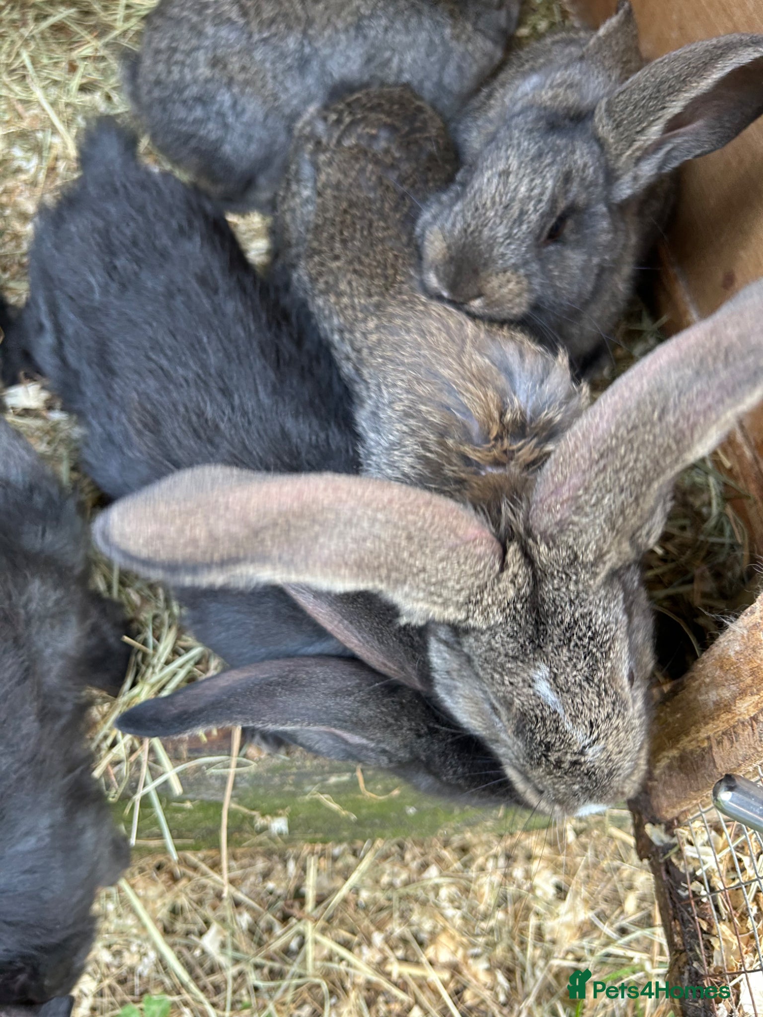 Continental Giant rabbits for sale: WE HAVE THE WORLDS BIGGEST BUNNIES  - Advert 7