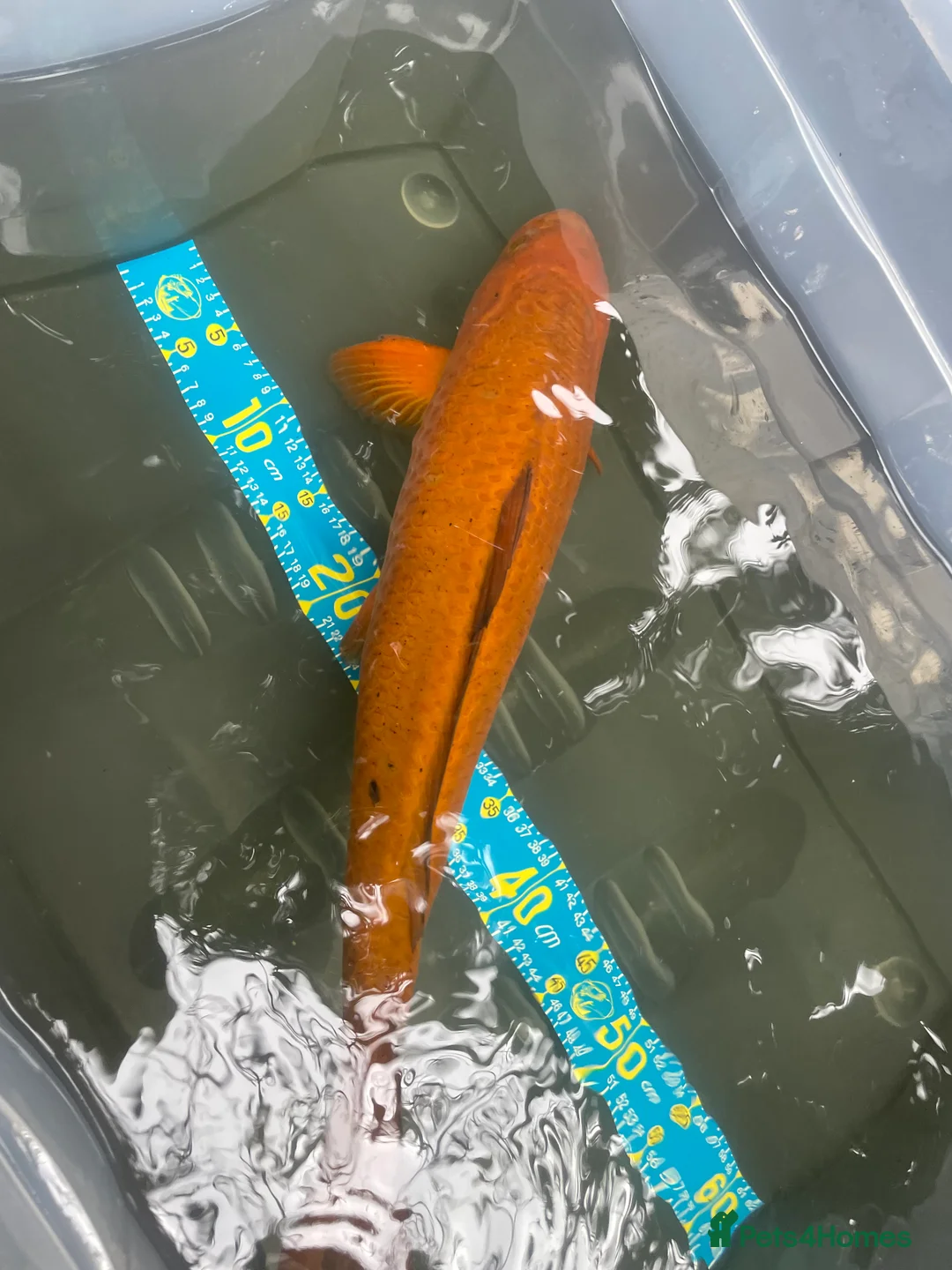 Koi Carp fish for sale: Shusui £90. Chagoi £80 Ghost £50 - Advert 11