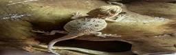 Bearded Dragon reptiles for sale: Baby Bearded Dragons. Visual Dunners & Hypos - Advert 16