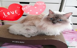 Ragdoll cats for sale: Ragdoll kittens - 1 girl & 2 boys - Image 10