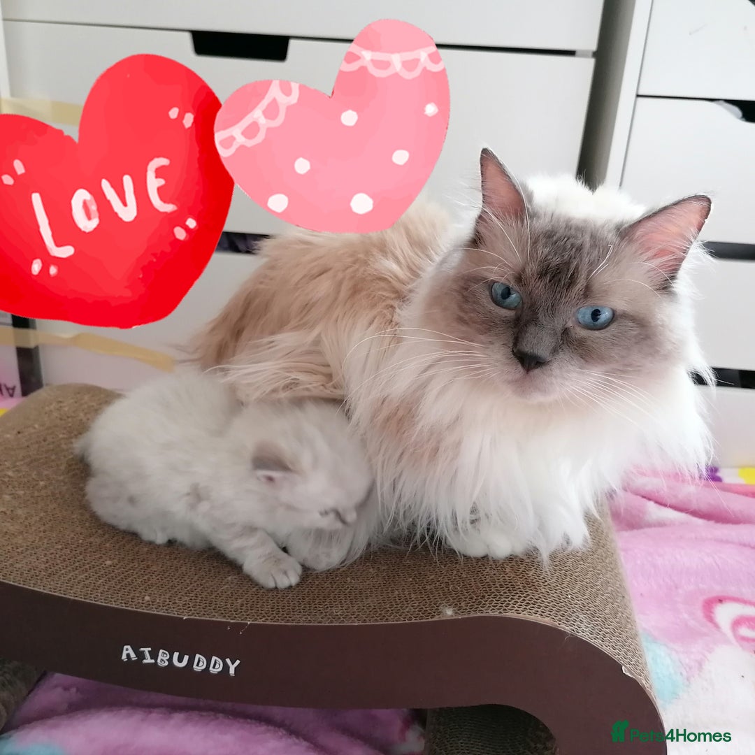 Ragdoll cats for sale: Ragdoll kittens - 1 girl & 2 boys - Image 10