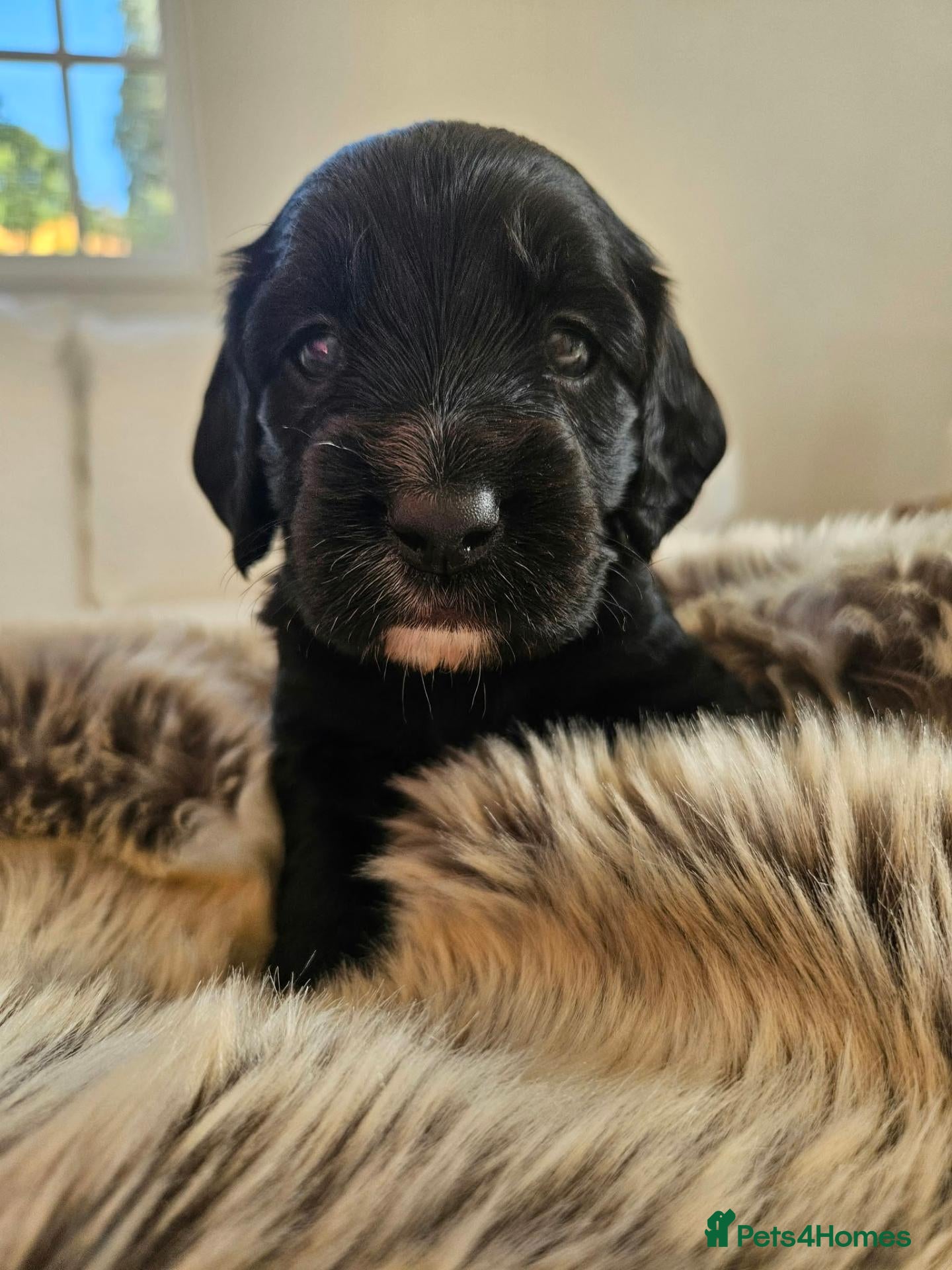 Mixed Breed dogs Sprocker Spaniels - Advert 1