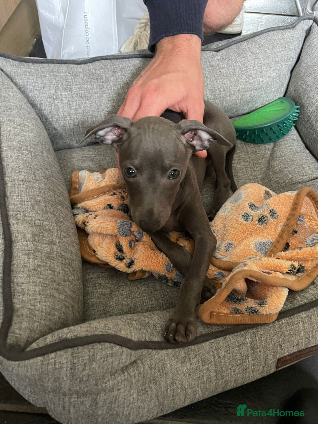 Italian Greyhound dogs for sale: ITALIAN GREYHOUND PUPPIES  - Image 9