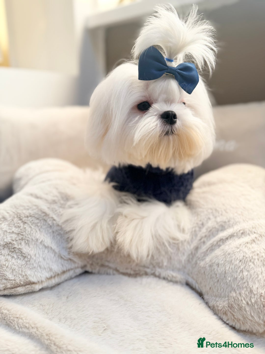 Maltese dogs for sale: Beautiful 6 month old Maltese Puppy Ready Now - Advert 31