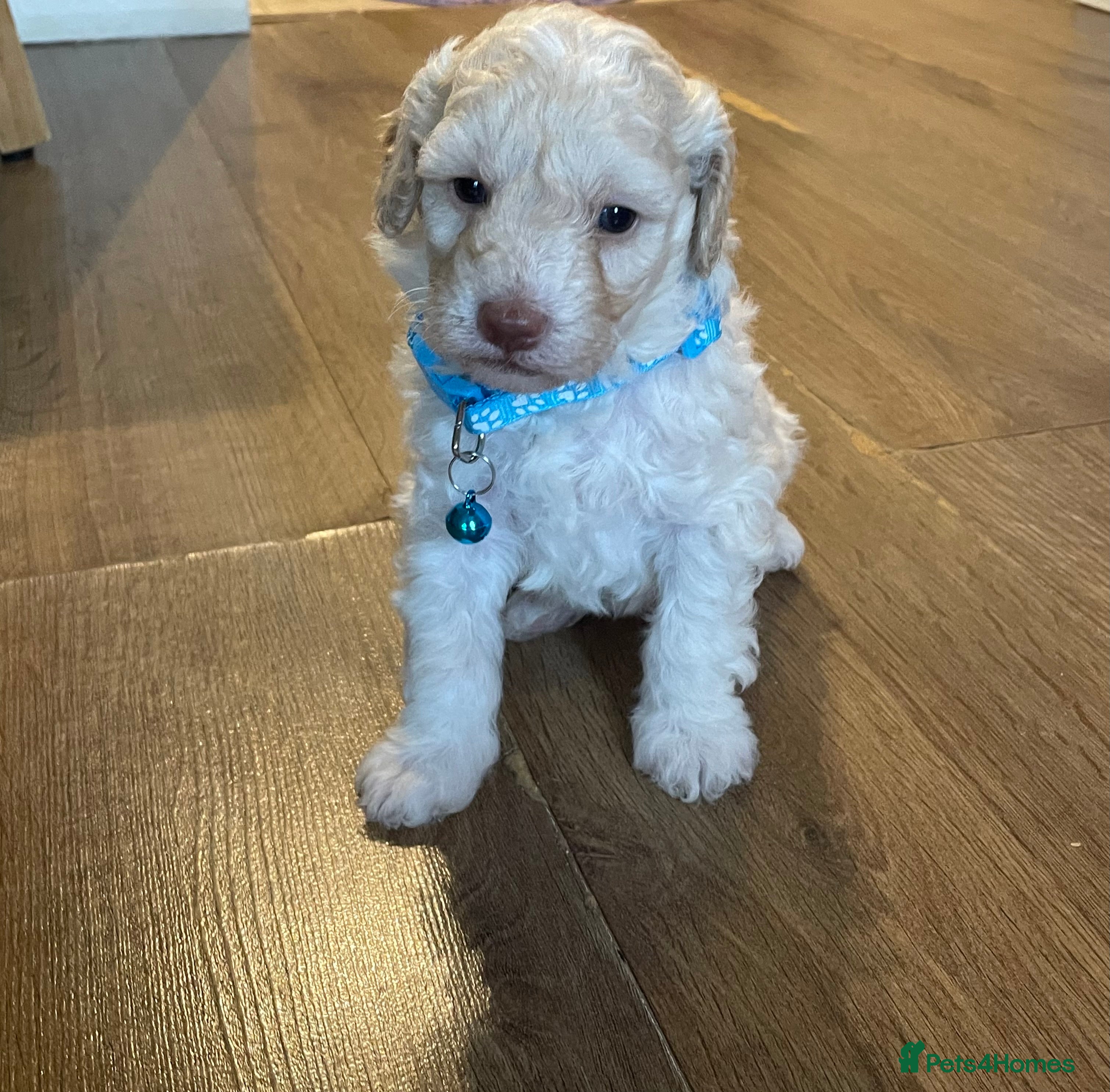 Cockapoo dogs F1b cockapoo - Advert 1