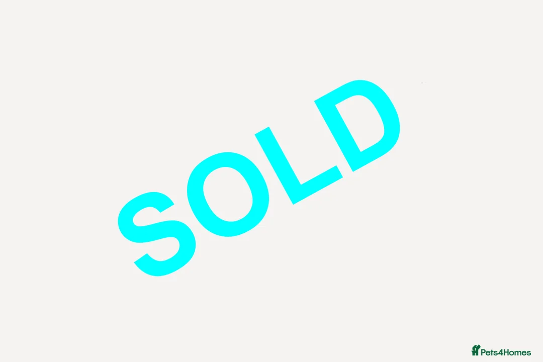 Mixed Breed dogs for sale: 1 RED BOY AVAILABLE TOY X MINIATURE POODLE PUPPIES - Advert 17